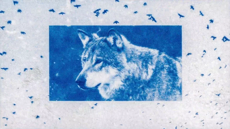 Blue wolves.