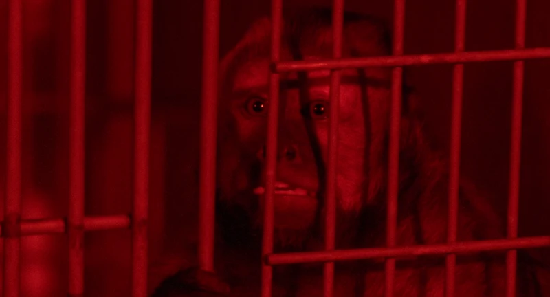 monkey realizing it will never work in Hollywood again monkey realizing it will never work in Hollywood again