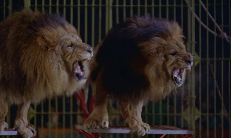 Somebody had to feed these lions between circus movies.