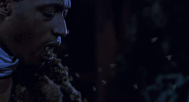 There they are, freaking bees.