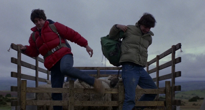 Sheep taxi seems like a good business. Sheep taxi seems like a good business.