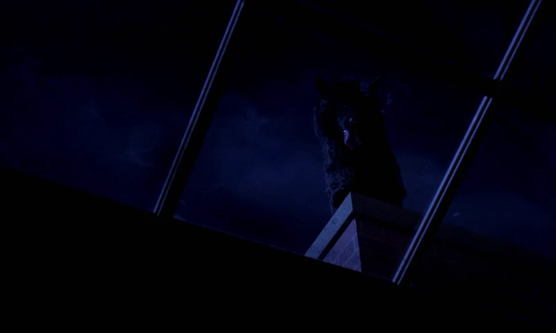 I really mean it, a cute puppy on the roof. I really mean it, a cute puppy on the roof.