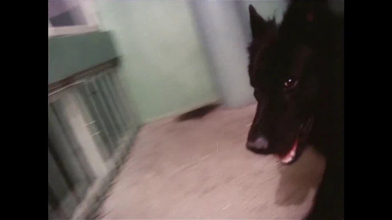 Who's a good boy? Who's a good boy!? Who's a good boy? Who's a good boy!?