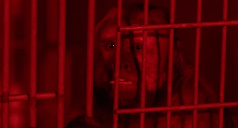 monkey realizing it will never work in Hollywood again monkey realizing it will never work in Hollywood again